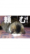 NowLoading...