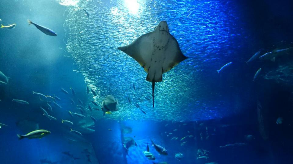 NowLoading...