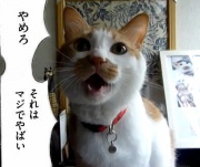 NowLoading...