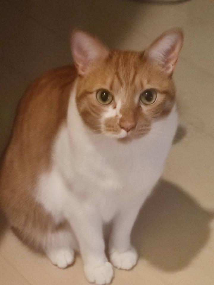 NowLoading...