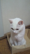 NowLoading...