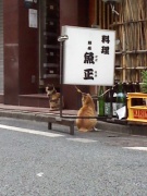 NowLoading...