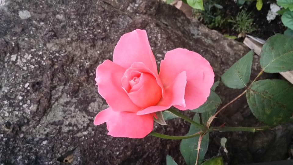 NowLoading...