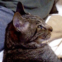 profile_image