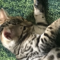 profile_image