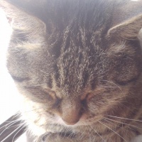 profile_image