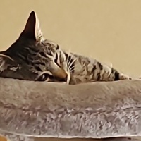profile_image