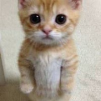 profile_image