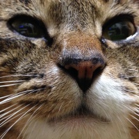 profile_image