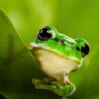 profile_image