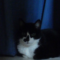 profile_image