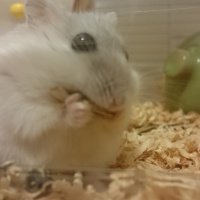 profile_image