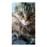 profile_image