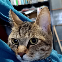 profile_image