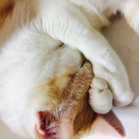 profile_image