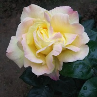 profile_image