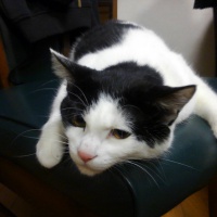 profile_image