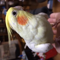 profile_image