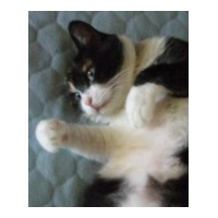 profile_image