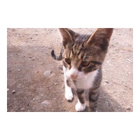 profile_image