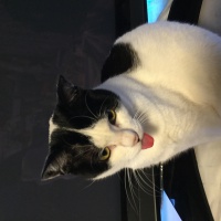 profile_image