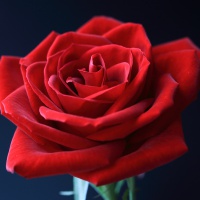 profile_image