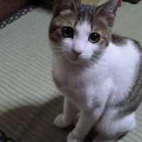 profile_image