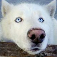 profile_image