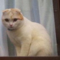 profile_image