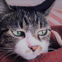 profile_image