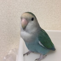 profile_image
