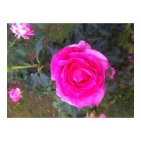 profile_image