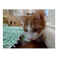 profile_image
