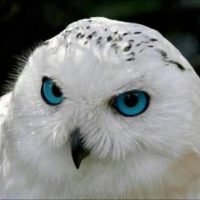 profile_image