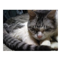 profile_image